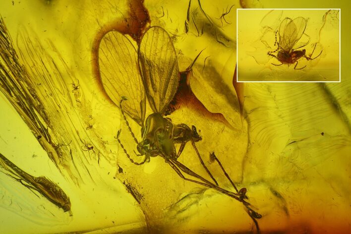 Two Fossil Flies (Diptera) In Baltic Amber